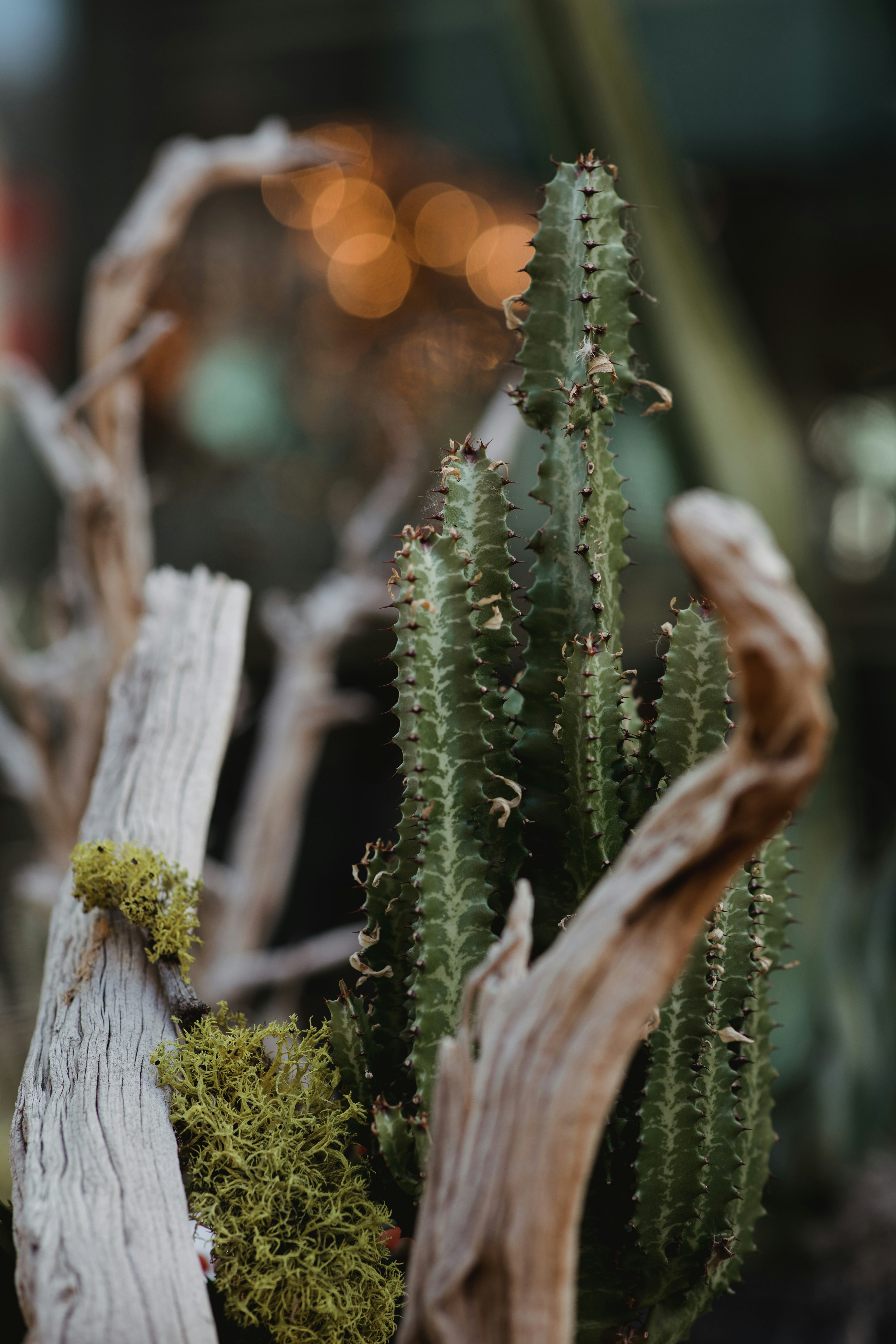 green cactus plant